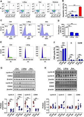 Hepatic Ischemia-Reperfusion Impairs Blood-Brain Barrier Partly Due to Release of Arginase From Injured Liver